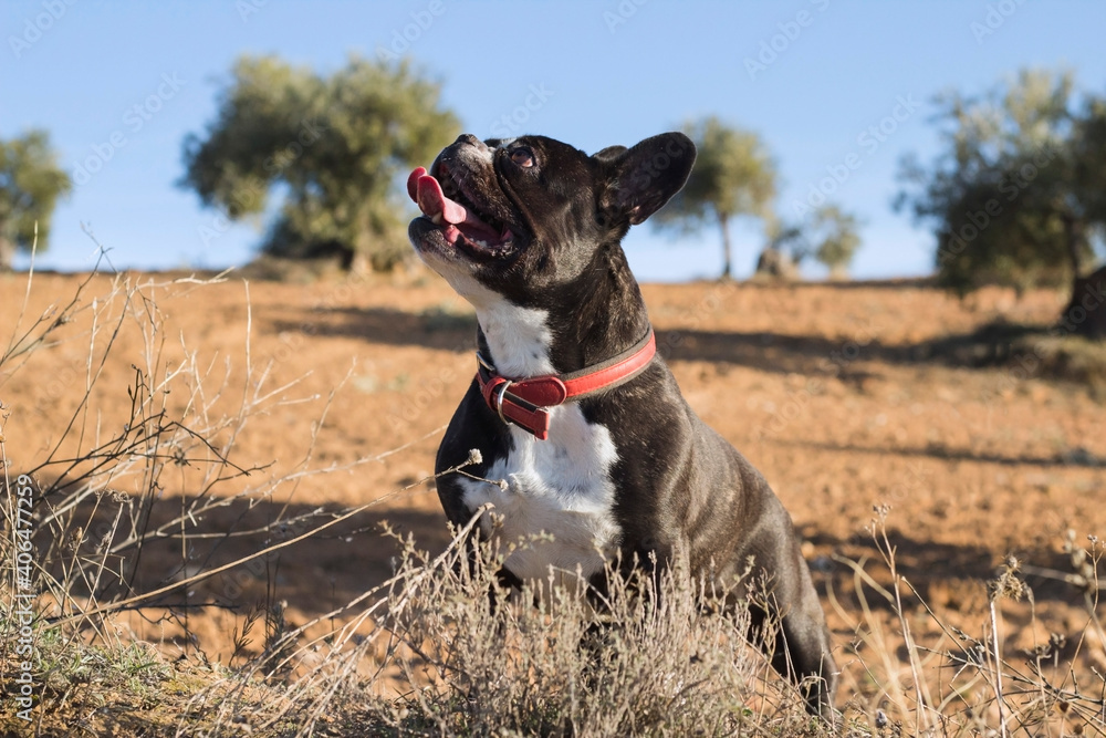 acute black and white French bulldog posing to the camera in the field