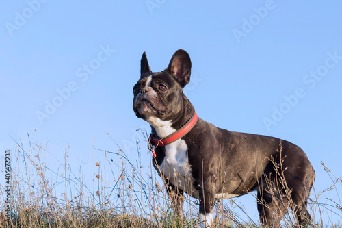 adorable and friendly black and white French bulldog posing to the camera in the field
