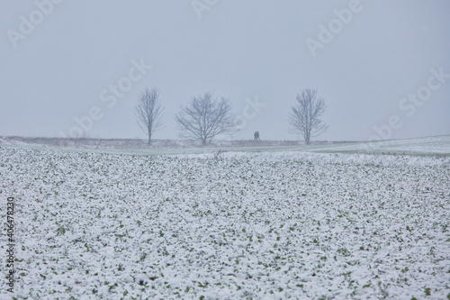 Wallpaper Mural cold winter day with misty sky and some lonesome trees with snow and stroller Torontodigital.ca