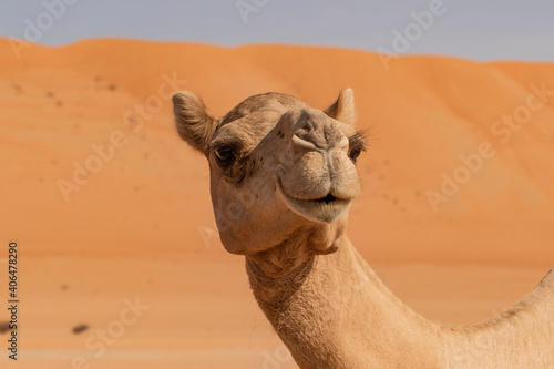 camel in the desert in Wahiba Sands in Oman