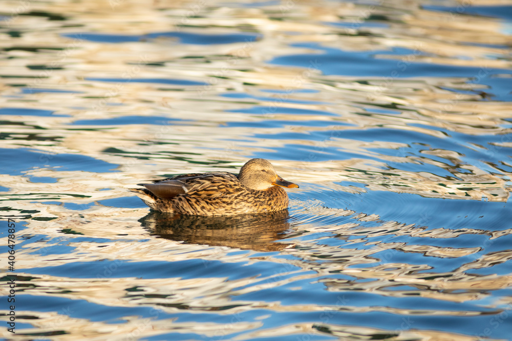 Ánade real o azulón (Anas platyrhynchos) nadando en un lago al amanecer Ánade real o azulón (Anas platyrhynchos) nadando en un lago al amanecer