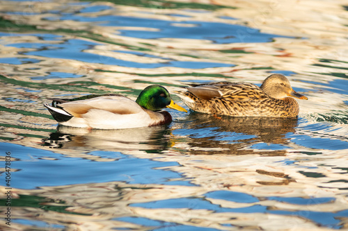 Ánade real o azulón (Anas platyrhynchos)​ nadando en un lago al amanecer