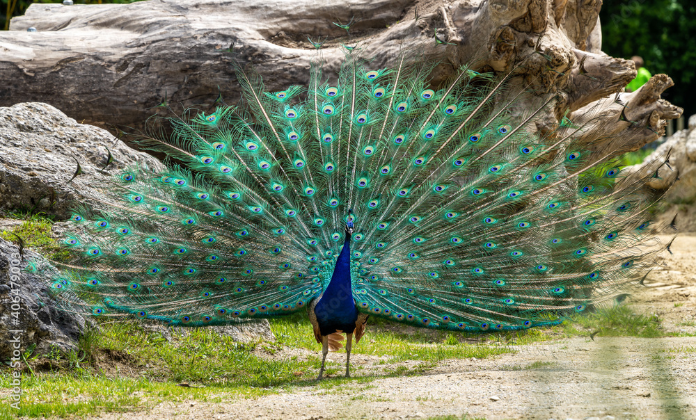 Obraz premium Indian Peacock or Blue Peacock, Pavo cristatus