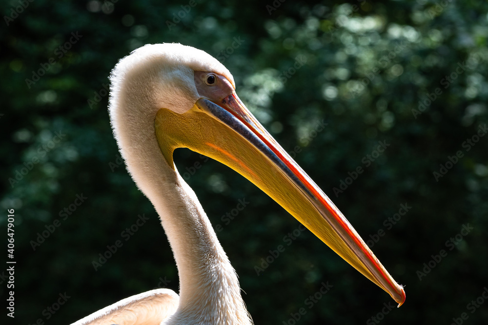Great White Pelican, Pelecanus onocrotalus in a park Great White Pelican, Pelecanus onocrotalus in a park