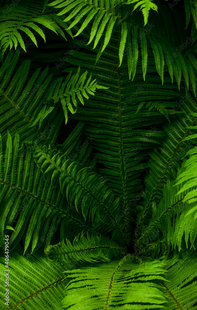 fern leaves as background