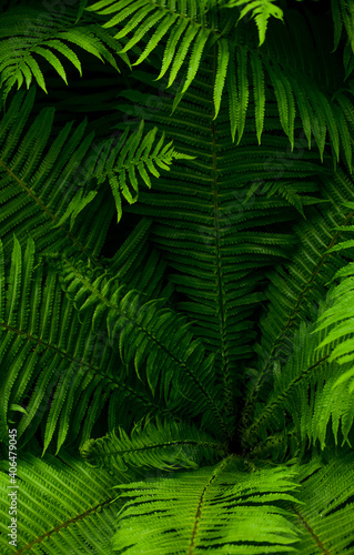 fern leaves as background