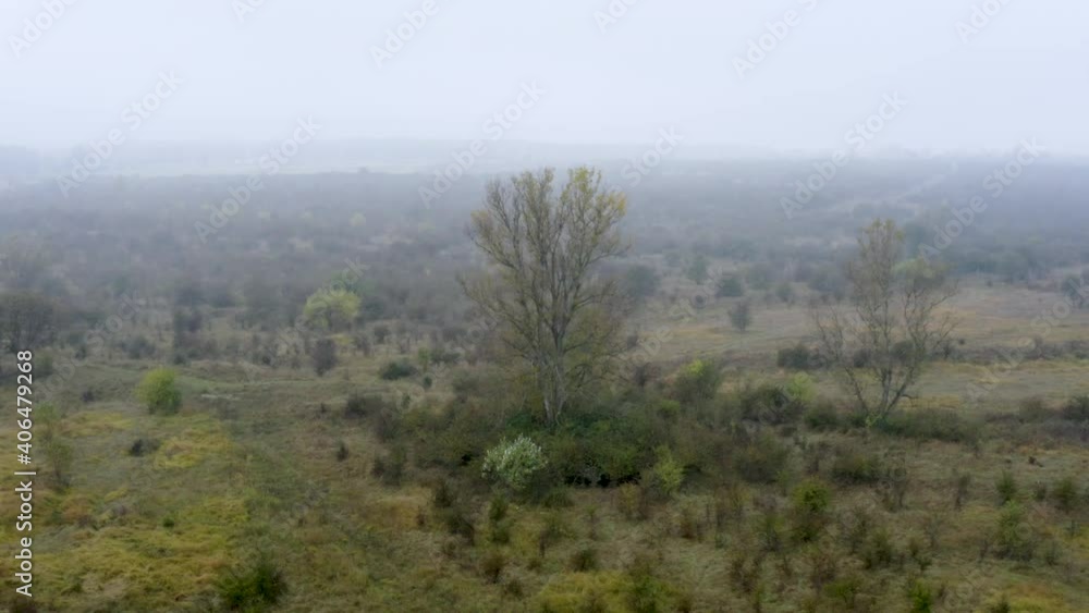 Tall deciduous ash tree standing in a bushy steppe,heavy fog,Czechia. Tall deciduous ash tree standing in a bushy steppe,heavy fog,Czechia.