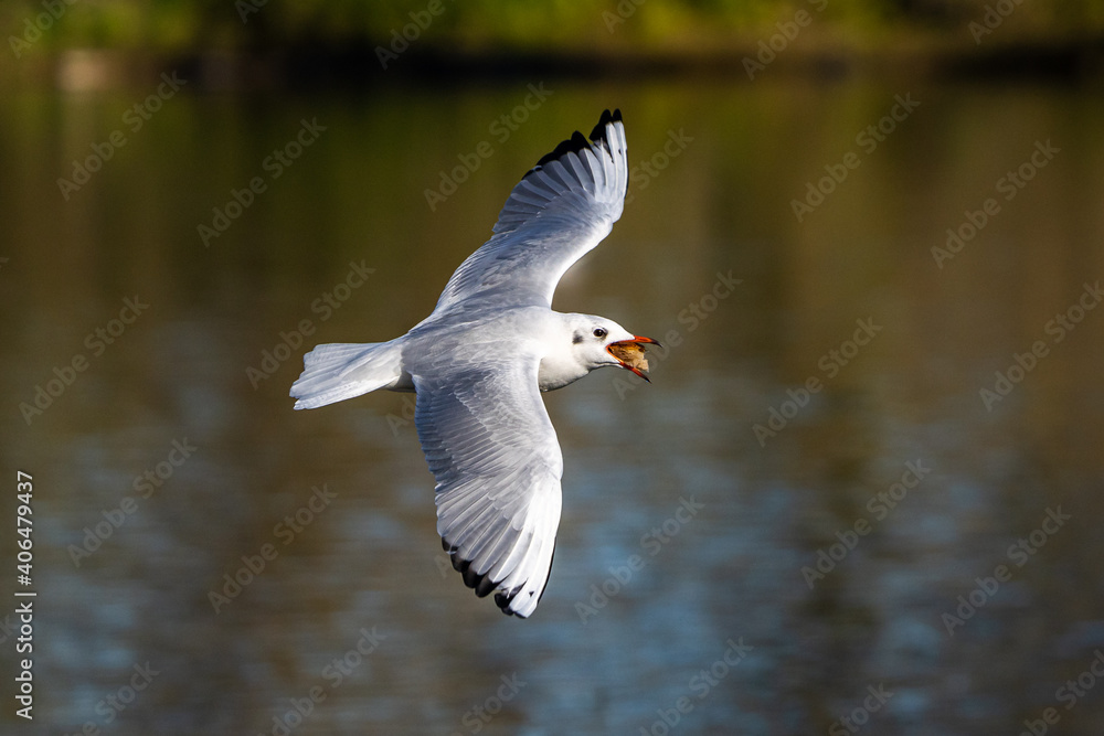 The European Herring Gull, Larus argentatus is a large gull The European Herring Gull, Larus argentatus is a large gull