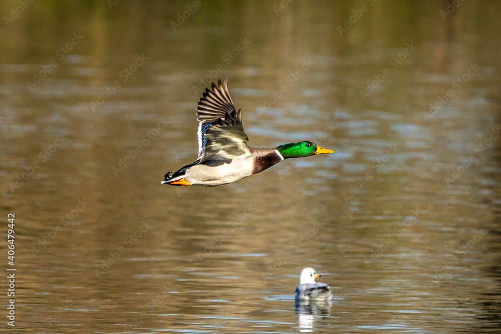 Obraz premium Wild duck or mallard, Anas platyrhynchos flying over a lake