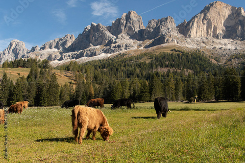 cows in the mountains in the Dolomites, Italy