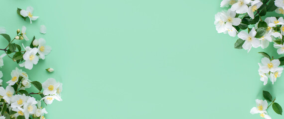 Spring background. White jasmine flowers on a mint background. Banner.