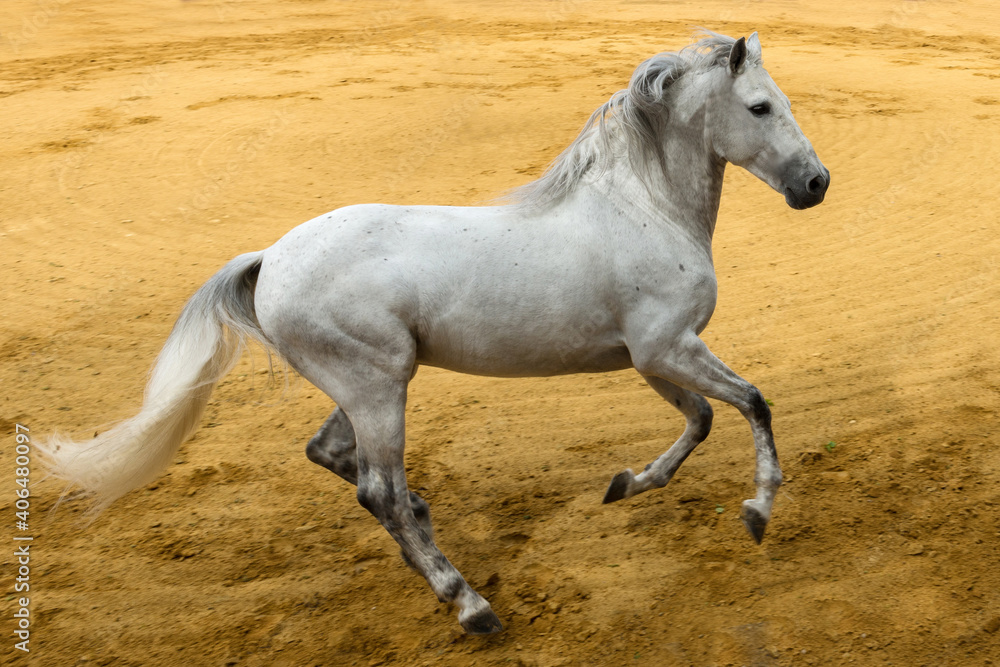 Pure bred Spanish stallion in full gallop. Pure bred Spanish stallion in full gallop.