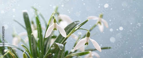 Snowdrop bloom. Delicate white flowers on a blue background. Banner.