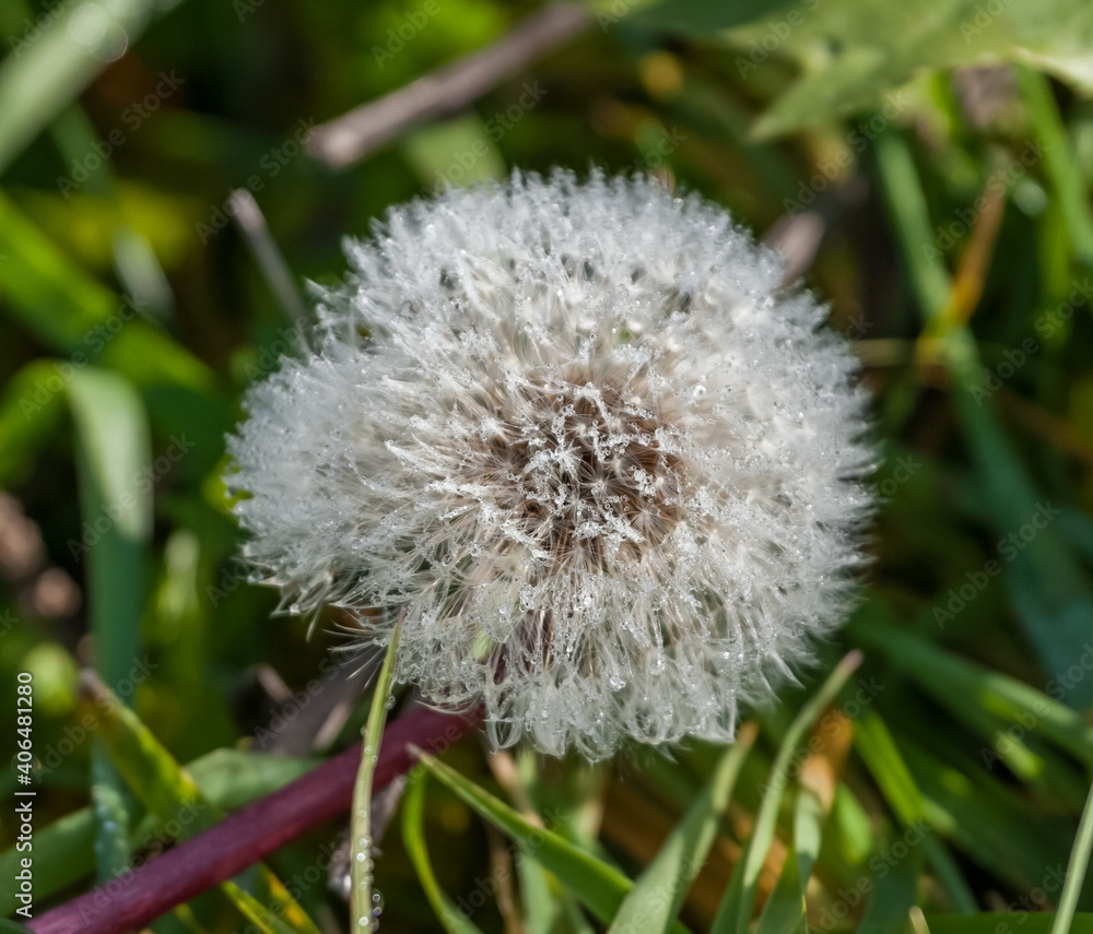 Dandelion flowers close up with morning dew on a green background Dandelion flowers close up with morning dew on a green background