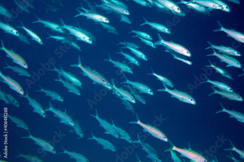 魚の群れ　アカヒメジ　海中