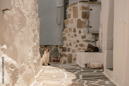 Fototapeta Naklejka Na Ścianę i Meble -  cats in the streets of a greek village