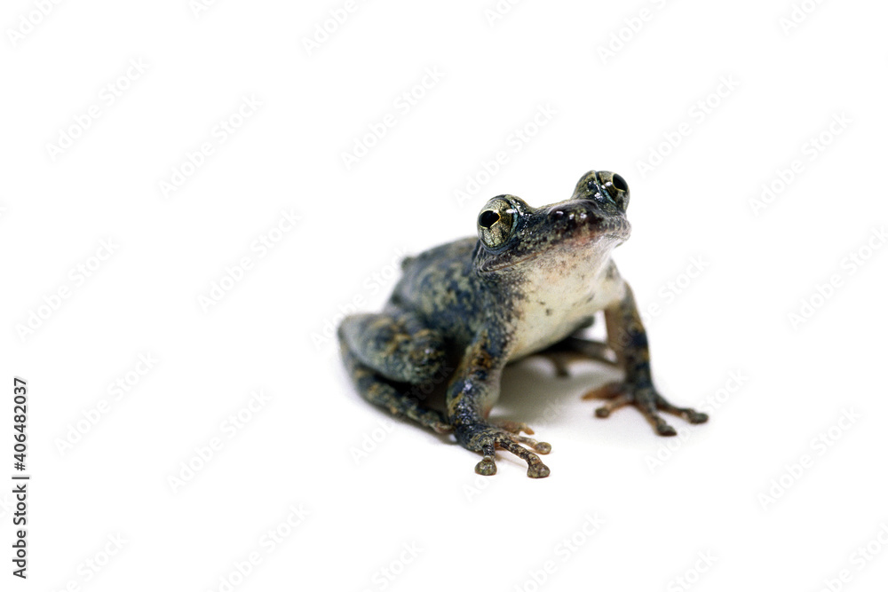 Fototapeta premium カジカガエル 白バック