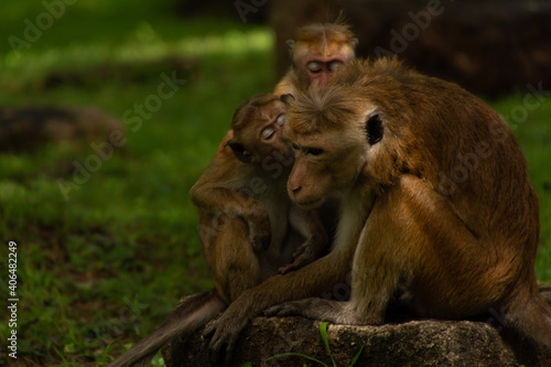 Monkeys at a temple in Sri Lanka