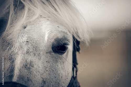 Gray horse's eye close-up.