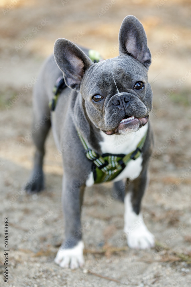 Blue and White Pied French Bulldog Puppy Posing. Off-leash dog park in Northern California.