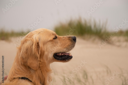 golden retriever dog at the beach