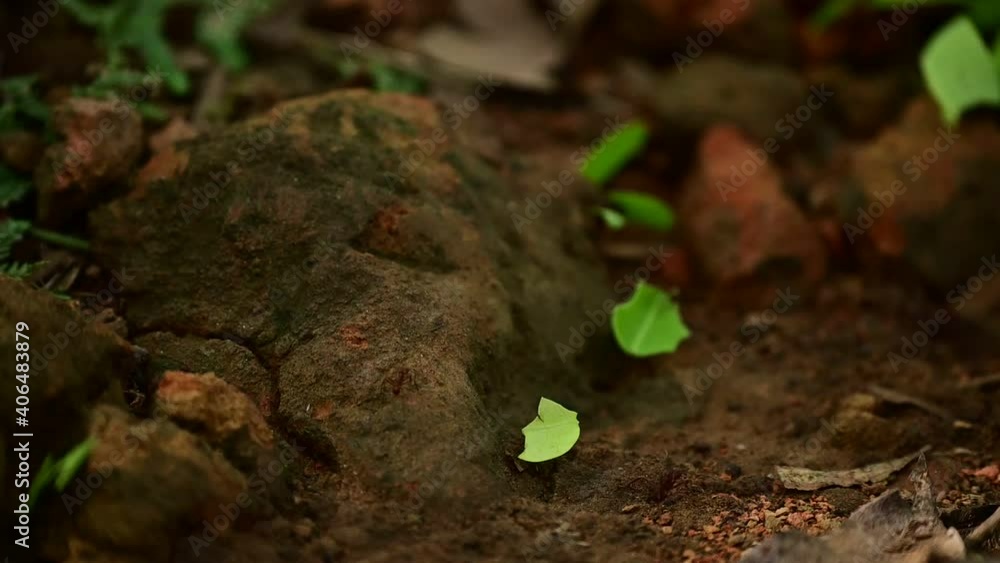  leafcutter ants, Corcovado, Costa Rica