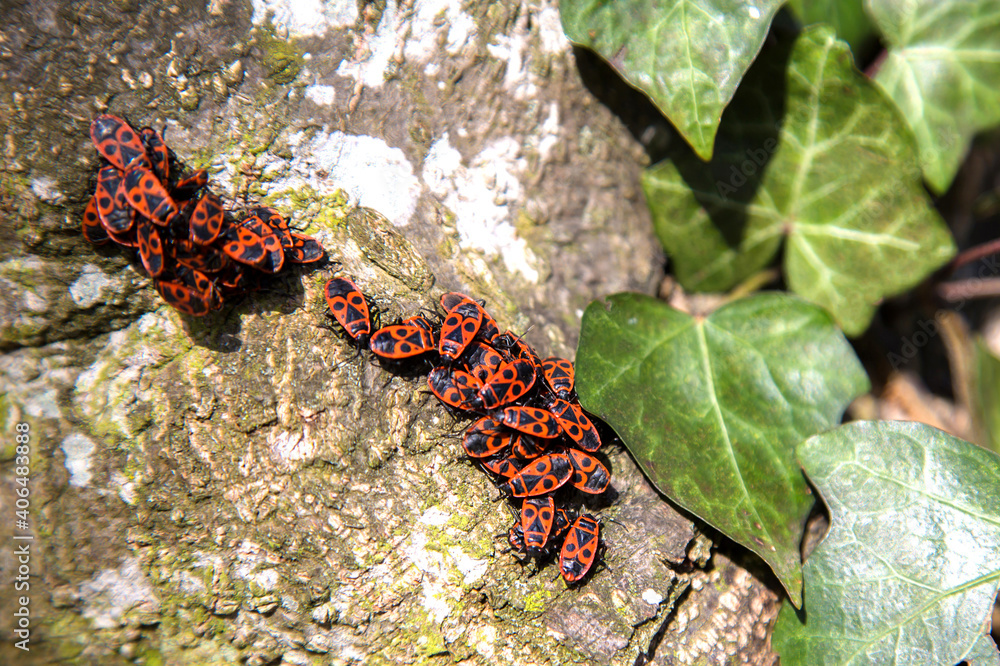 A cluster of soldier beetles on a tree trunk in spring A cluster of soldier beetles on a tree trunk in spring