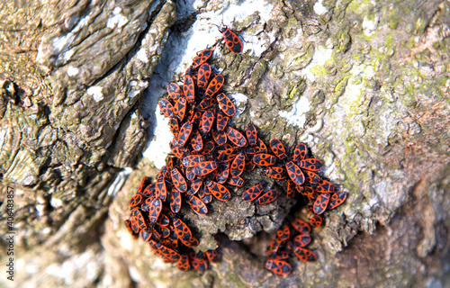 A cluster of soldier beetles on a tree trunk in spring