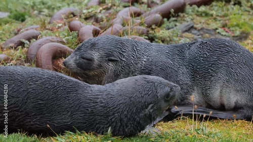 Two sleepy fur seals on grass between rusty chains photo