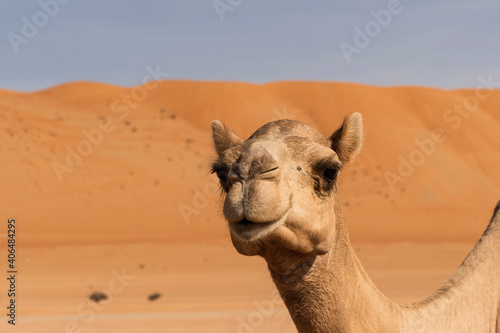 camel in the desert in Oman
