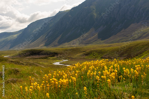 Fototapeta Naklejka Na Ścianę i Meble -  meadow in the mountains in Scotland