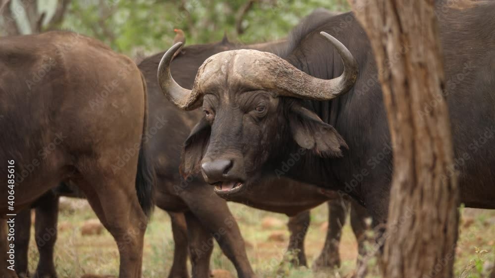Dark male African Cape Buffalo chews cud and looks directly to camera Dark male African Cape Buffalo chews cud and looks directly to camera