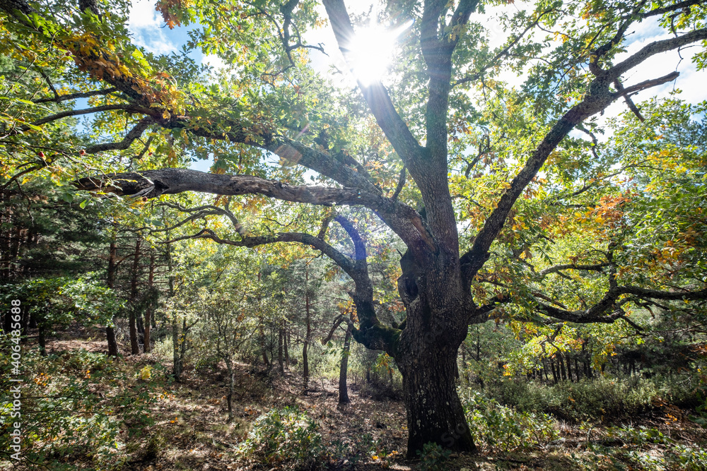 Las Guensas centennial oak, Sierra Norte de Guadalajara Natural Park, Cantalojas, Guadalajara, Spain Las Guensas centennial oak, Sierra Norte de Guadalajara Natural Park, Cantalojas, Guadalajara, Spain