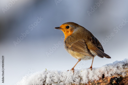 robin on snow-covered tree branch  © KKern