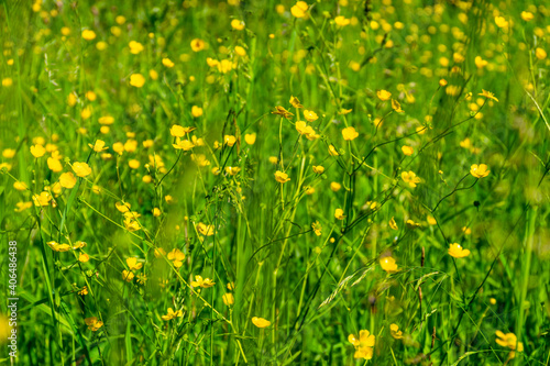 Ranunculus acris - meadow buttercup  tall buttercup  common buttercup  giant buttercup. Photo taken in Poland  Europe.