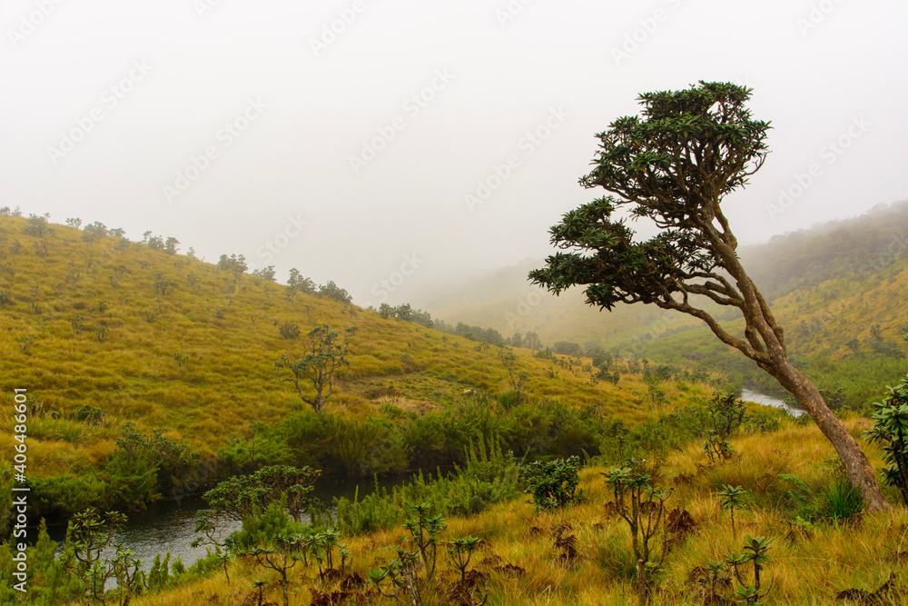 Obraz premium fog in horton plains national park in Sri Lanka