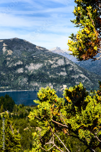 Lake in Bariloche in the summer of March. Sunny. Water and pine trees. photo