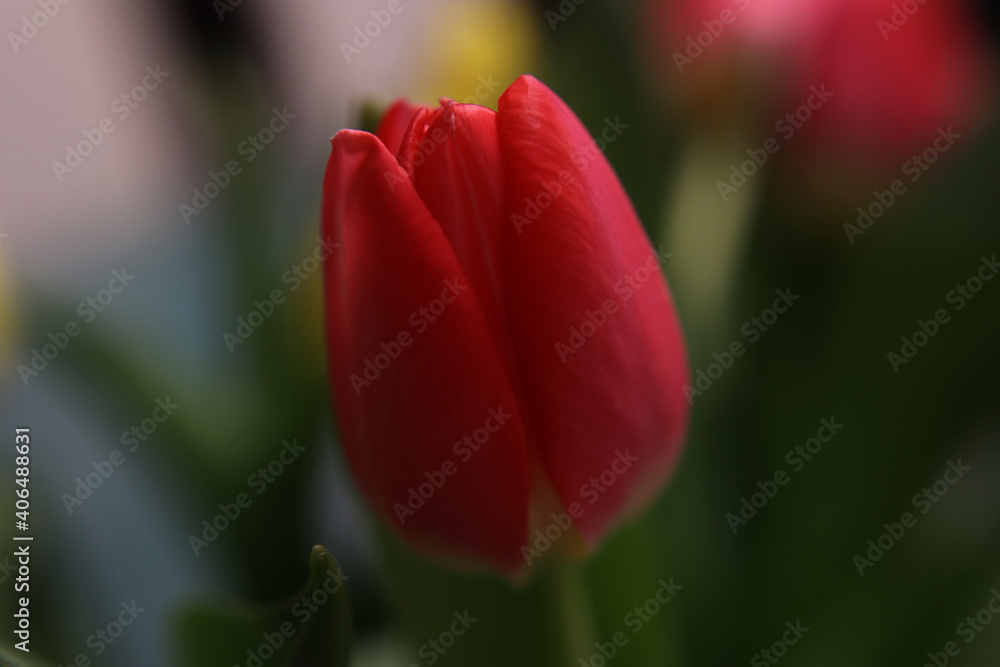 Beautiful red tulip on blurred green background Beautiful red tulip on blurred green background