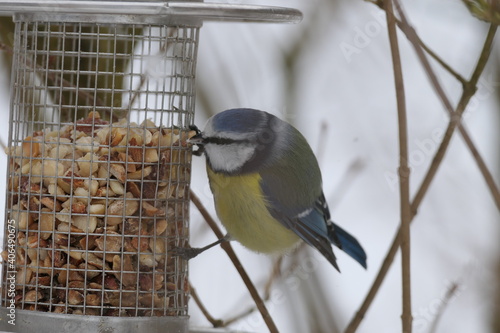 Blaumeise nimmt Erdnussstückchen