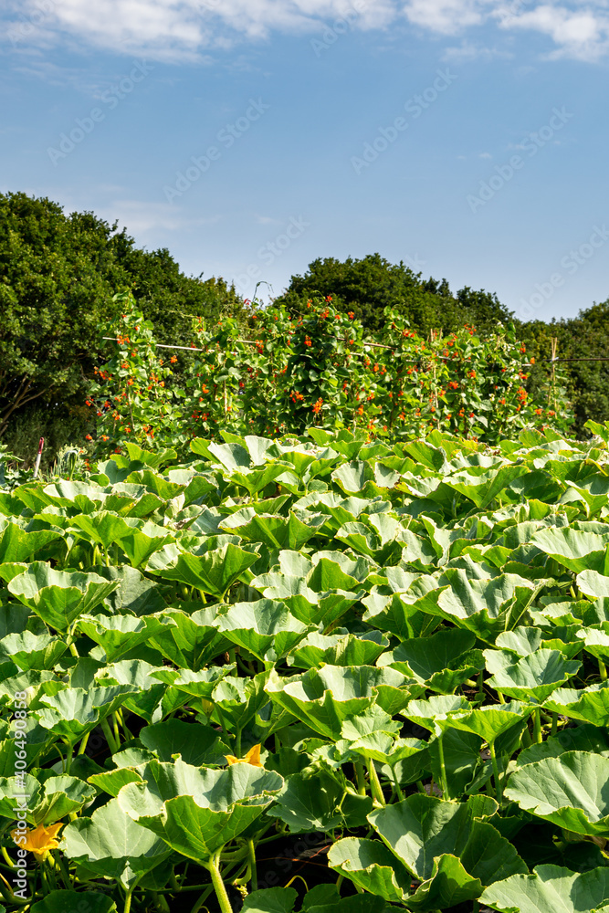 Vegetables growing on an allotment, with a blue sky overhead Vegetables growing on an allotment, with a blue sky overhead
