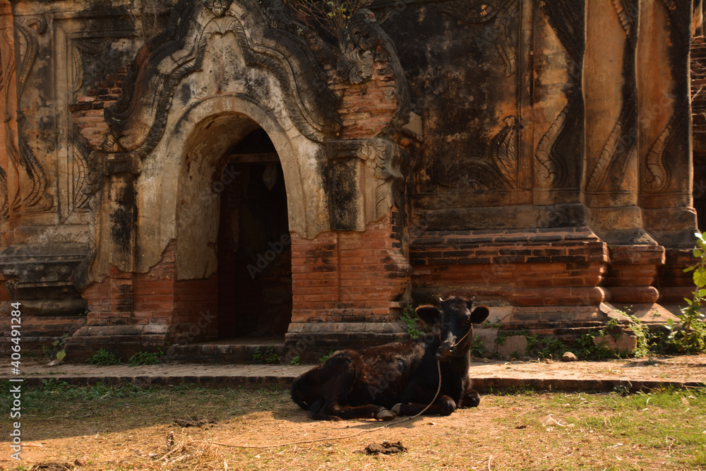 Fototapeta premium cow in front of a temple in Myanmar