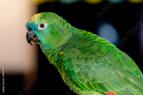 Inigo, Female Blue Front Amazon, January 17, 2021