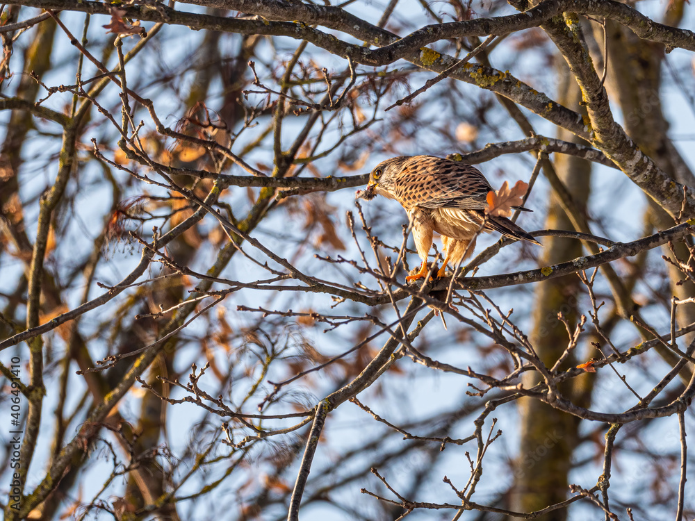 Falke (falco tinnunculus) mit erbeutetem Maulwurf sitzt auf Ast und frisst Falke (falco tinnunculus) mit erbeutetem Maulwurf sitzt auf Ast und frisst