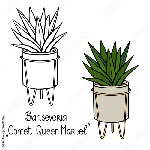 House plant in planter. Vector outline illustration drawings of coloured indoor plant in flowerpot isolated on white background with a handwriting caption. Sansevieria Comet Queen Marble, Snake Plant