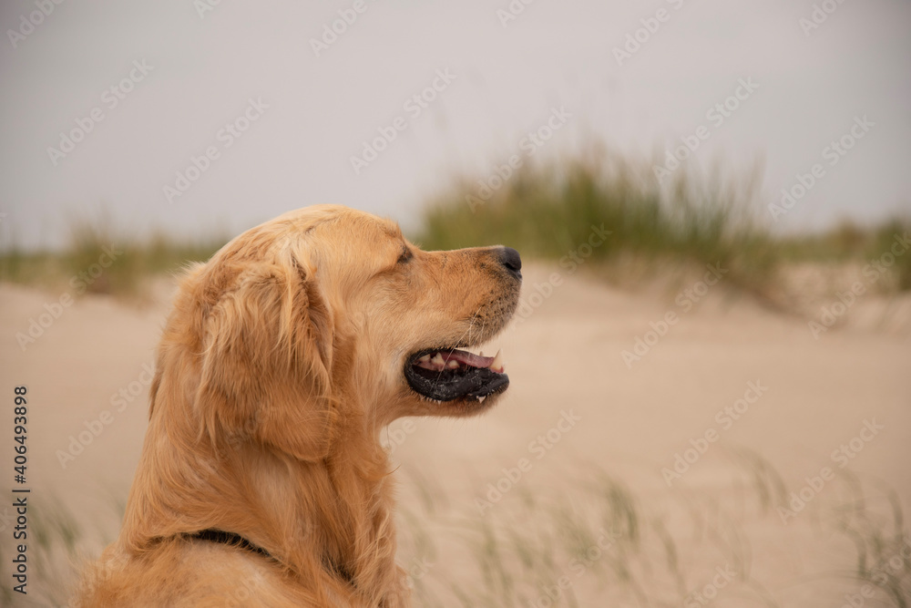 golden retriever dog at the beach at the North Sea golden retriever dog at the beach at the North Sea