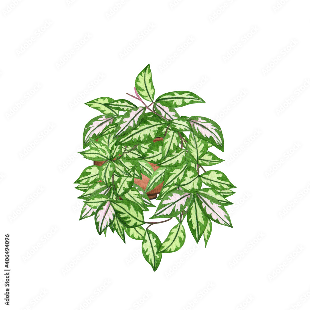Hoya Princess, houseplant in the pot, isolated on white background. Watercolor potted plant illustration. Home decor Hoya Princess, houseplant in the pot, isolated on white background. Watercolor potted plant illustration. Home decor