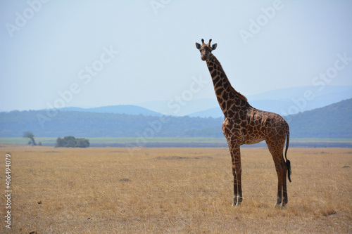 giraffe in the savannah in Rwanda