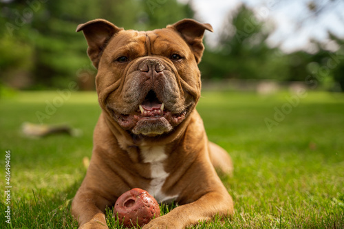 english bulldog portrait