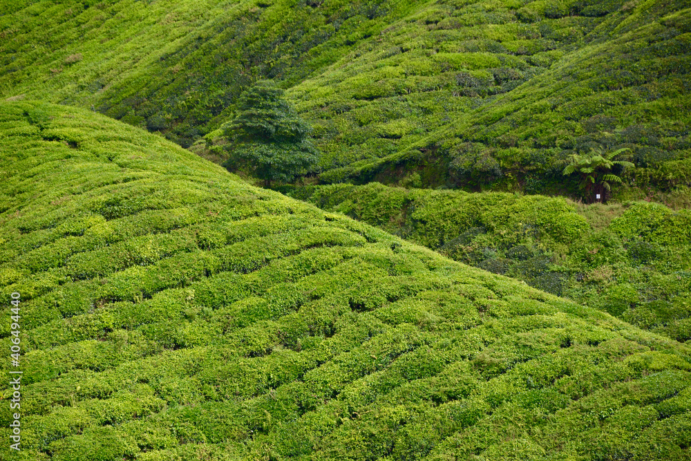 tea fields in the Cameron highlands in Malaysia