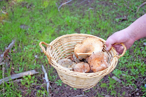 Hans a woman holding a basket with mushrooms she has picked up in the field